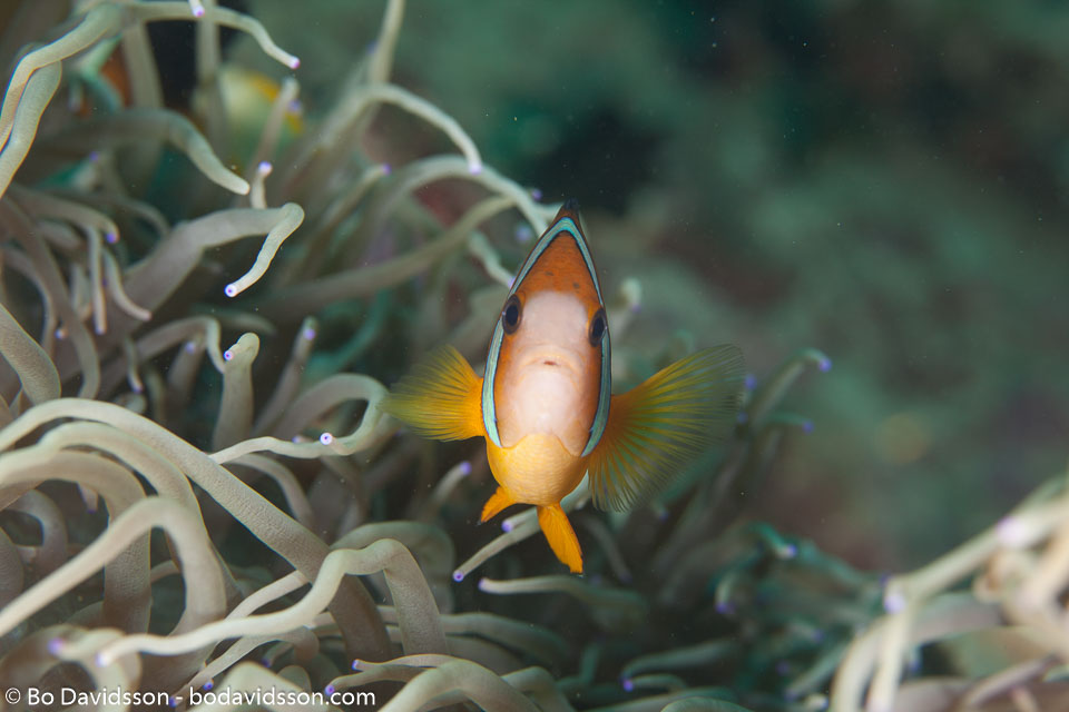 BD-110314-Puerto-Galera-3504-Amphiprion-clarkii-(Bennett.-1830)-[Yellowtail-clownfish].jpg